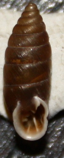 Granaria frumentum (Draparnaud,1801)
